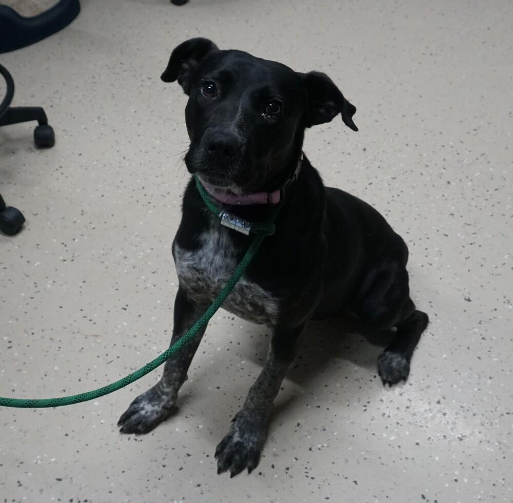 Enlarge Aurora, a Adopted mixed breed in Waverly, OH image 1/1