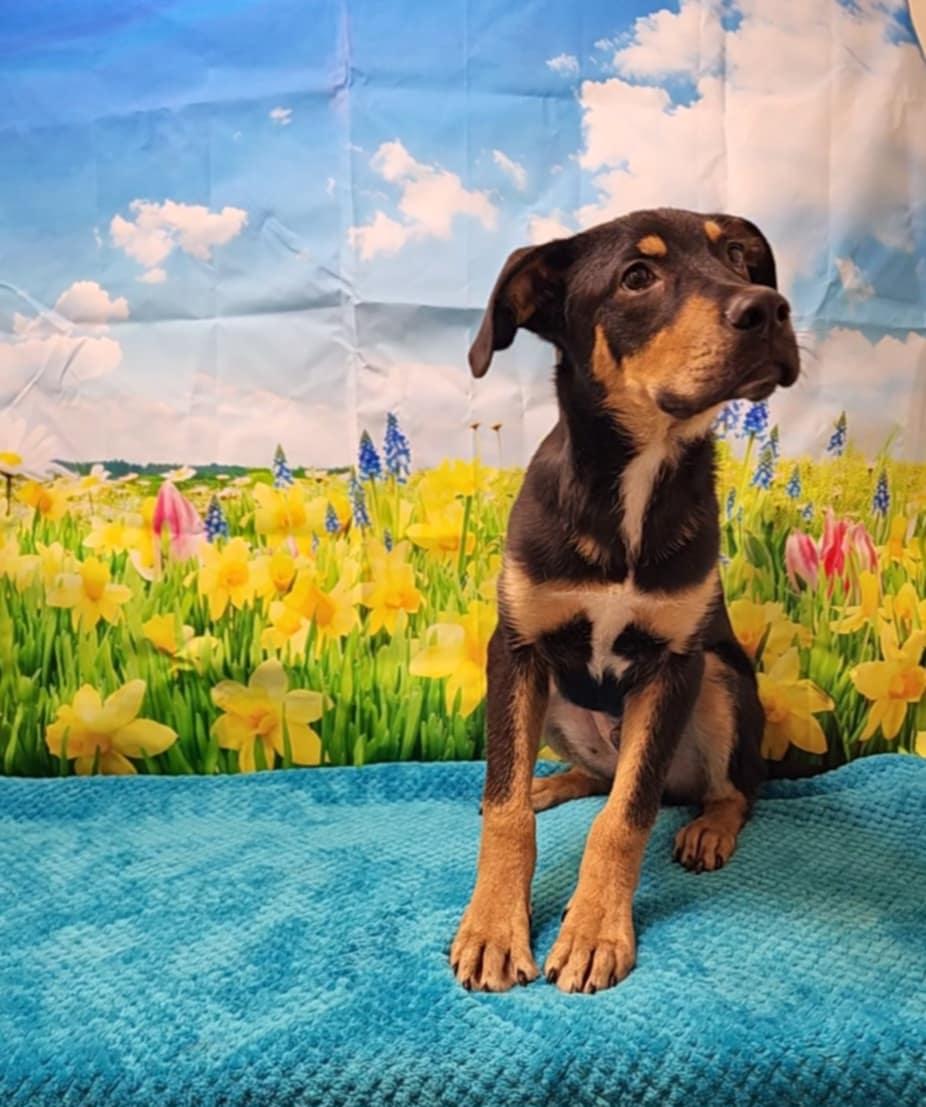 Everest, Young Male Rottweiler