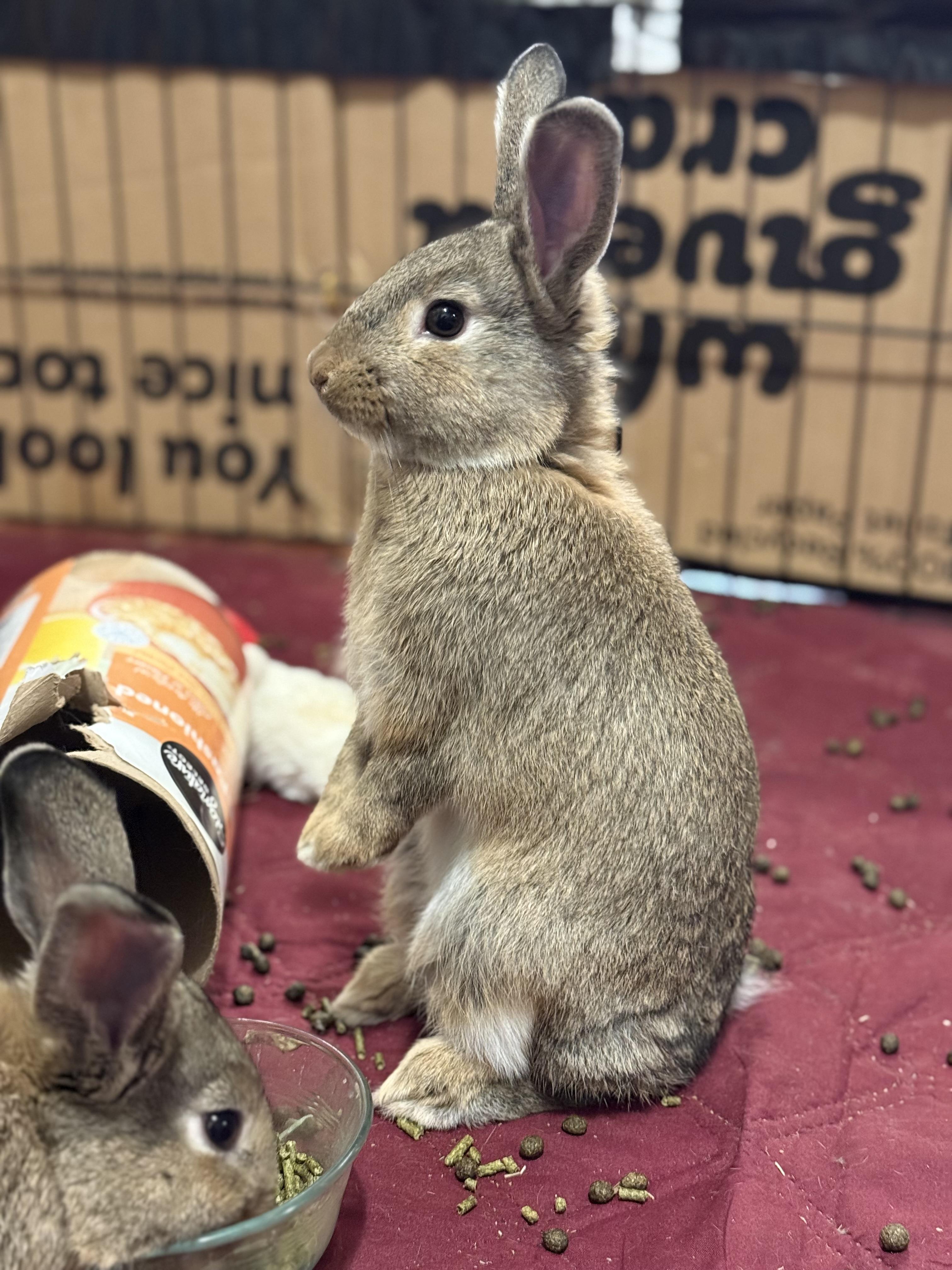 Broccolini, ADOPTABLE, Young Male American.