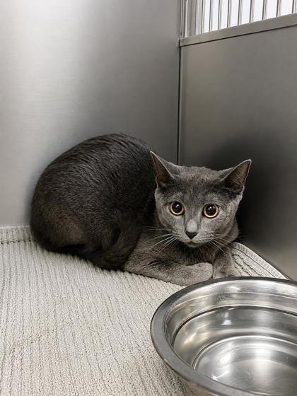 BewareBear, Adoptable, Adult Female Domestic Short Hair.