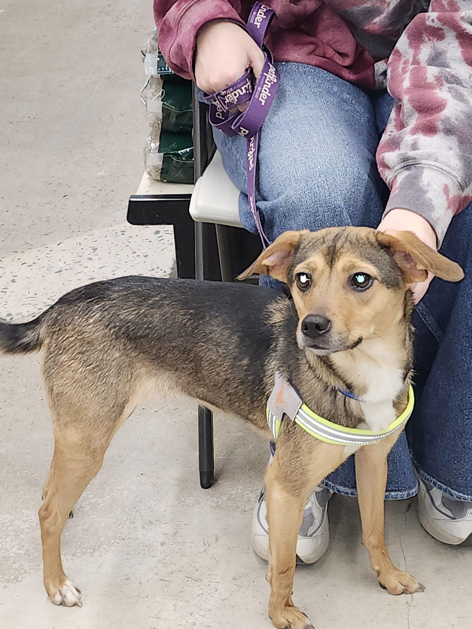 Enlarge Penny, a Adoptable Beagle in Arlington, VA image 1/2