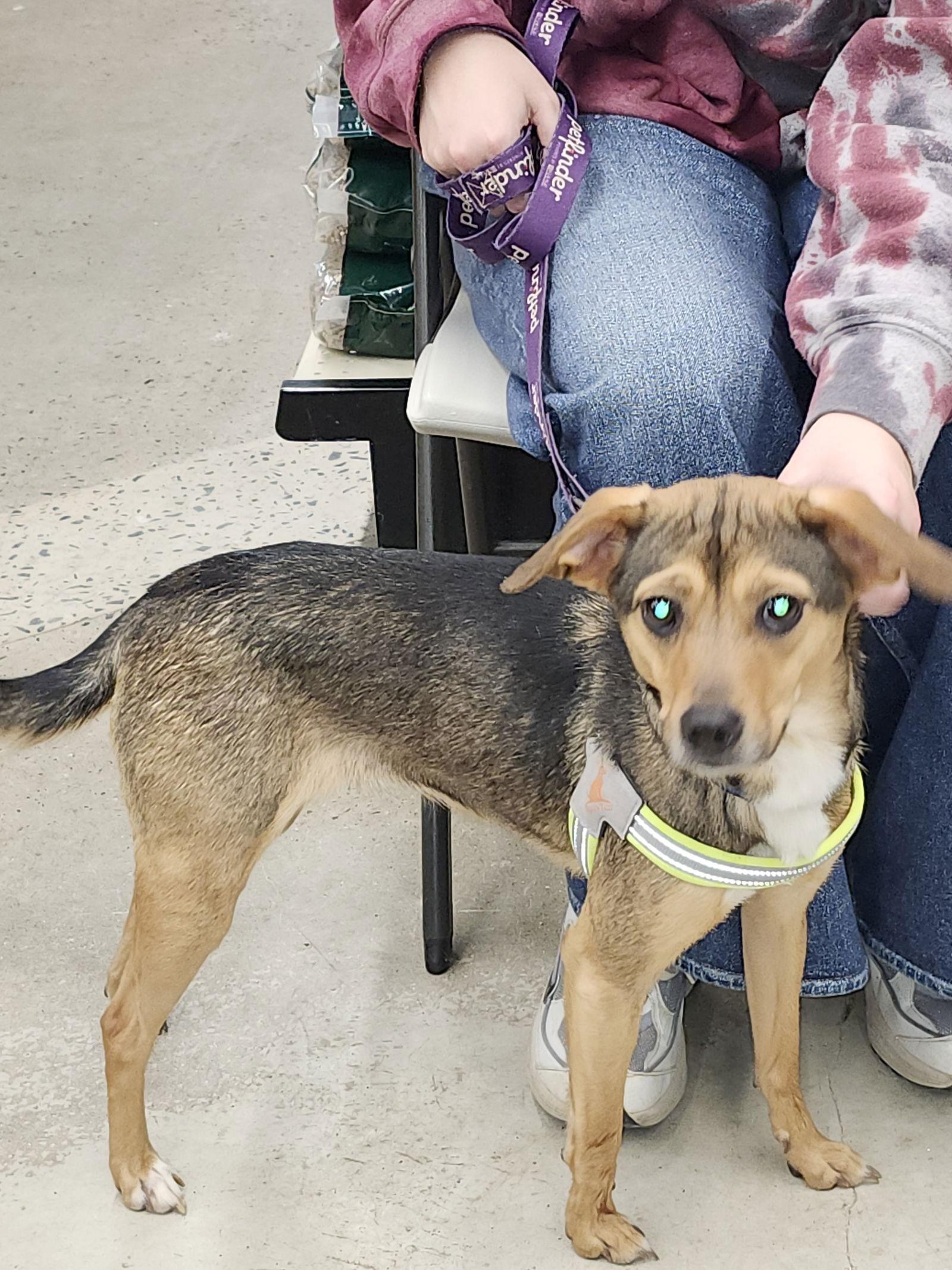 Enlarge Penny, a Adoptable Beagle in Arlington, VA image 2/2