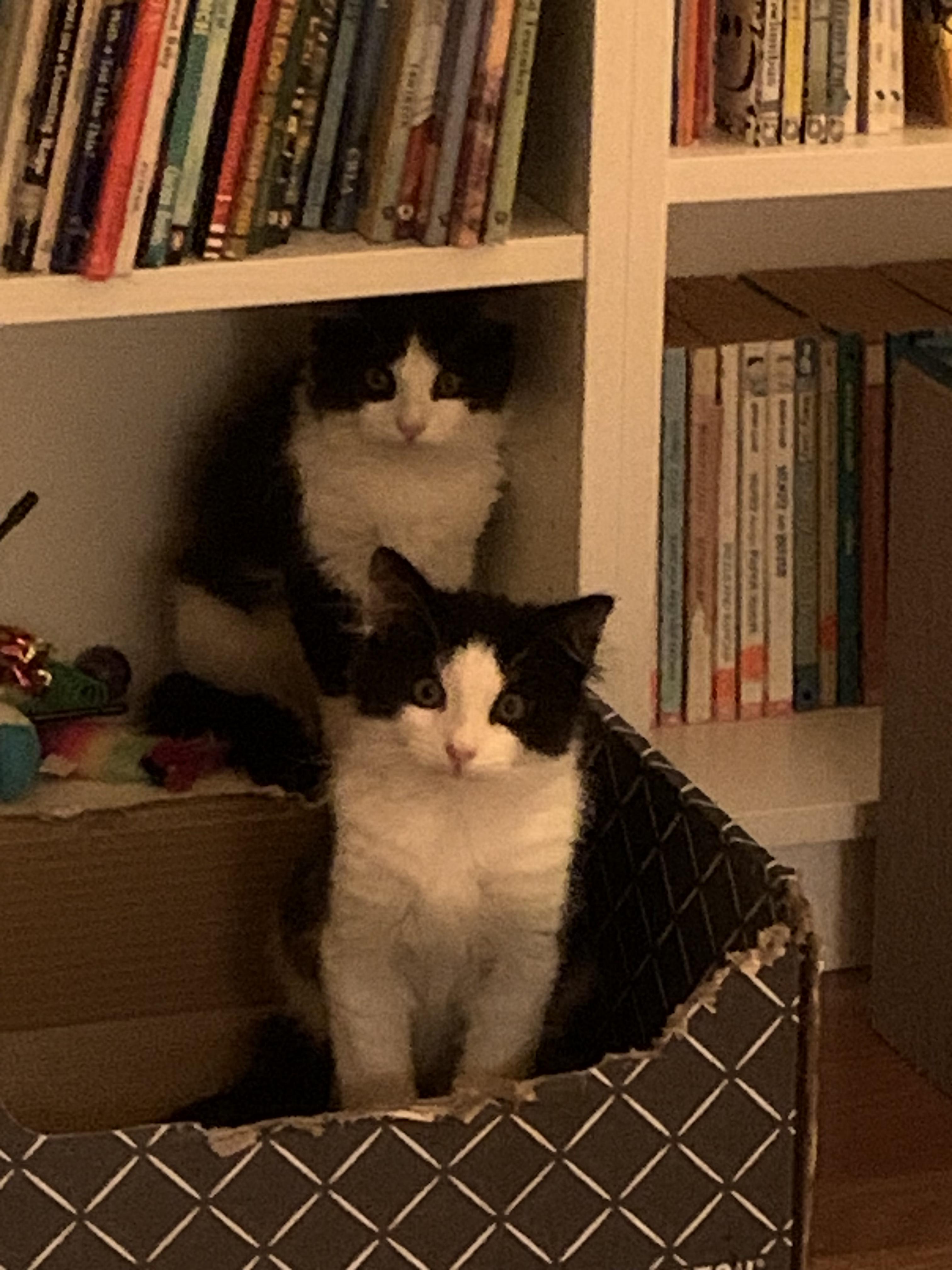 Koda & Kai , ADOPTABLE, Young Male Domestic Medium Hair.