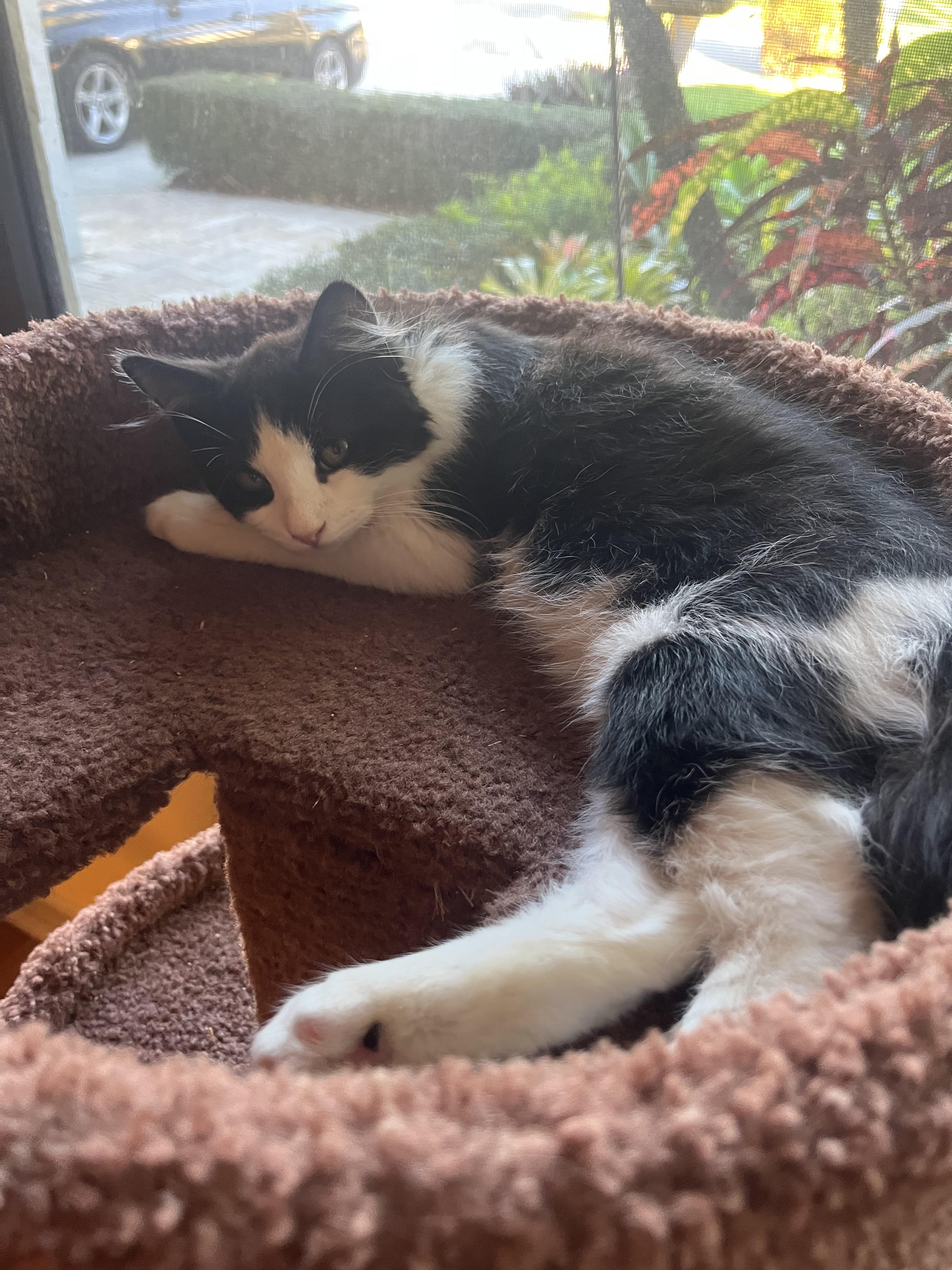 Enlarge Koda & Kai , a ADOPTABLE Domestic Medium Hair in Boca Raton, FL image 4/5