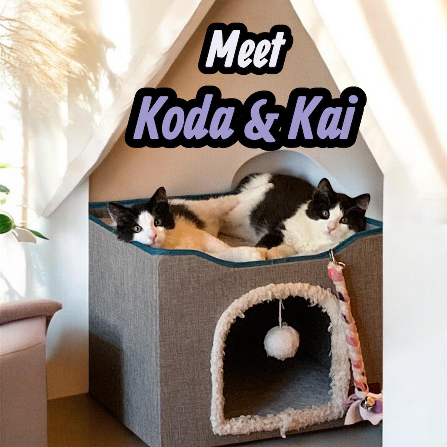 Koda & Kai , ADOPTABLE, Kitten Male Domestic Medium Hair.
