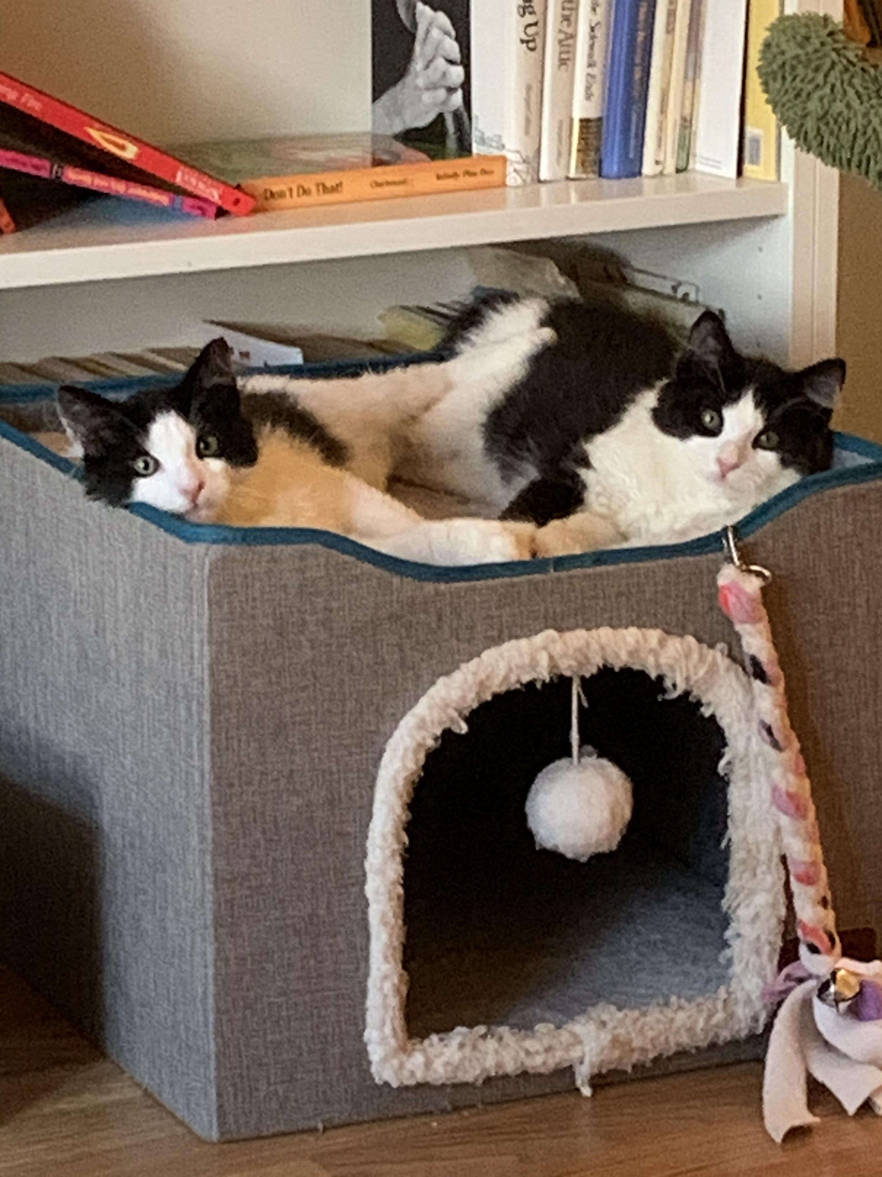Koda & Kai , ADOPTABLE, Young Male Domestic Medium Hair.