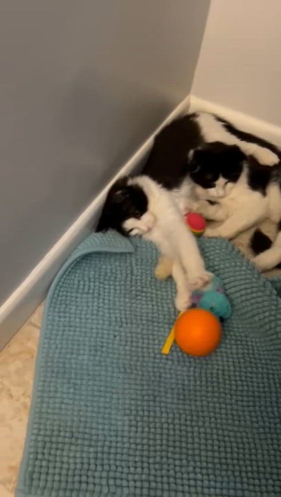Enlarge Koda & Kai , a ADOPTABLE Domestic Medium Hair in Boca Raton, FL video 5/5