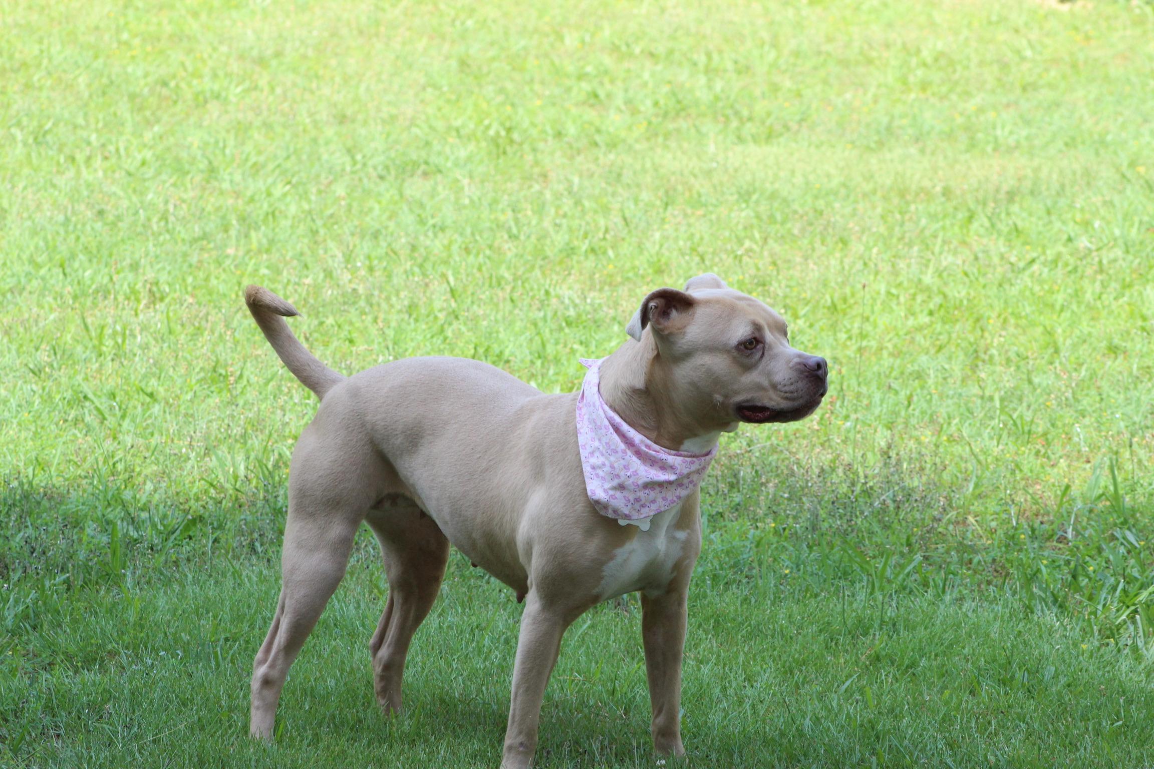 Lil Debbie, a Adoptable mixed breed in Richmond, VA image 4/6