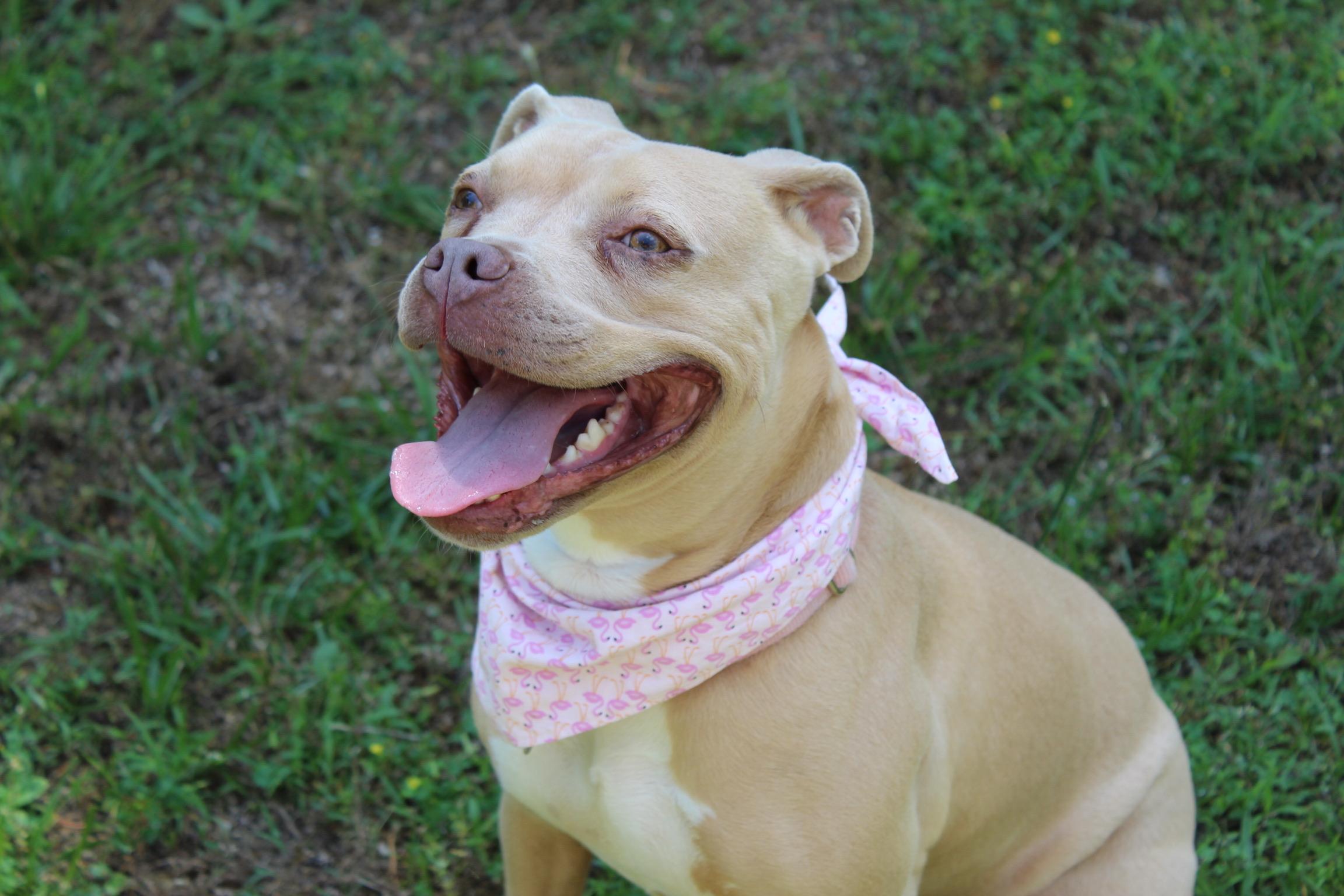 Lil Debbie, Adoptable, Adult Female Pit Bull Terrier.