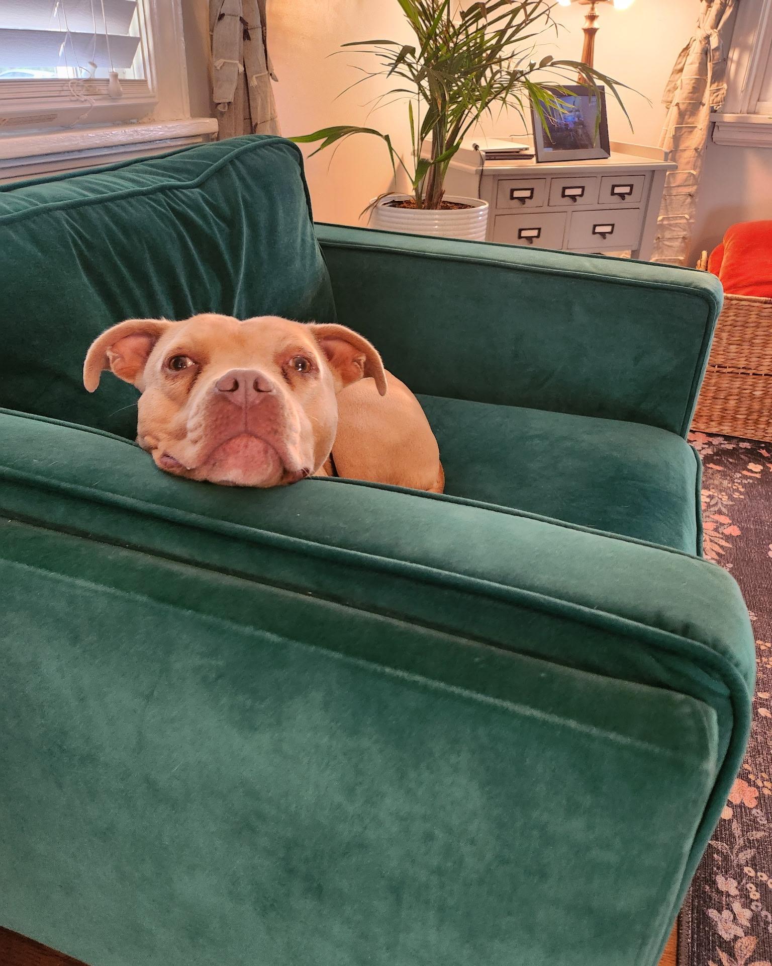 Lil Debbie, a Adoptable mixed breed in Richmond, VA image 5/6