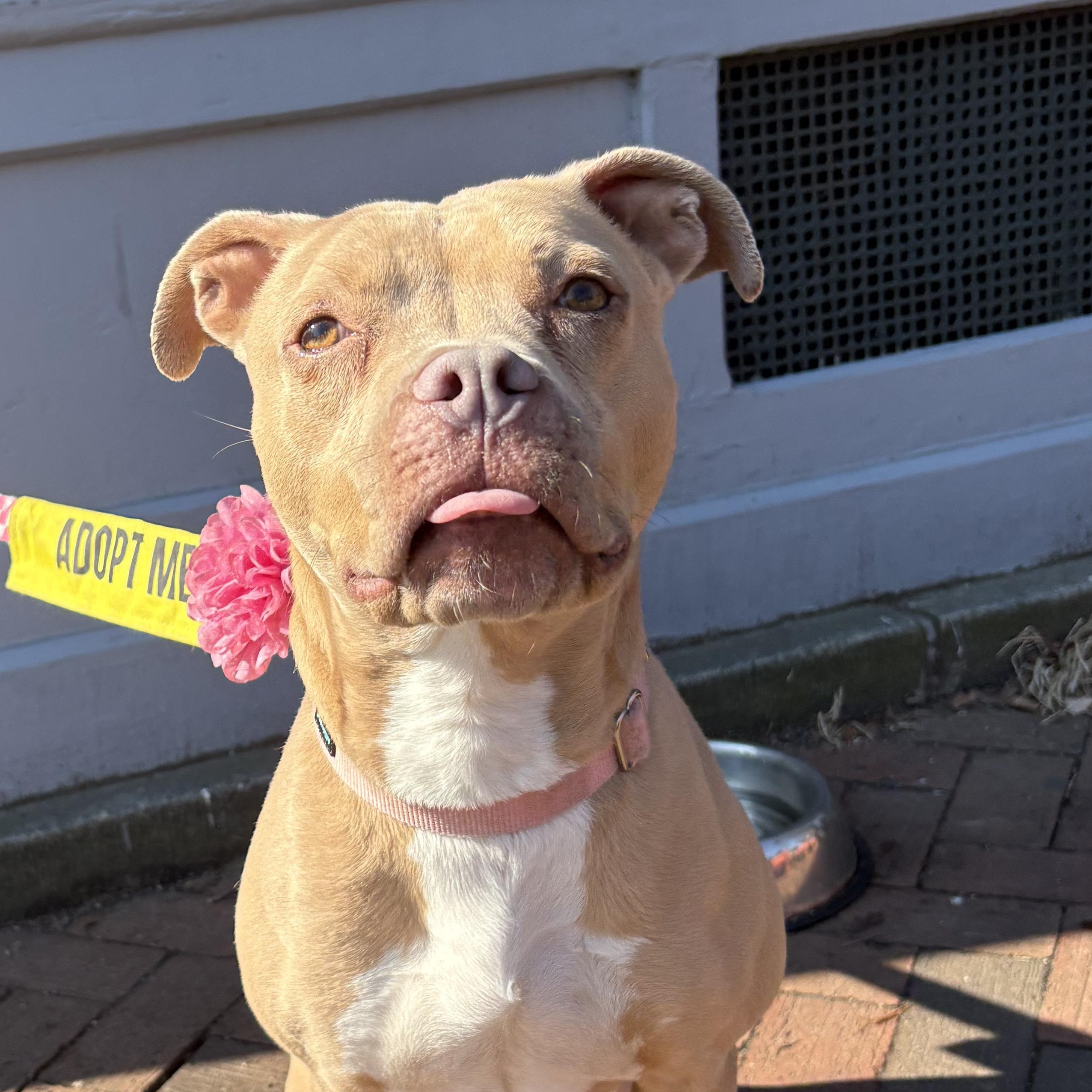 Lil Debbie, a Adoptable mixed breed in Richmond, VA image 3/6