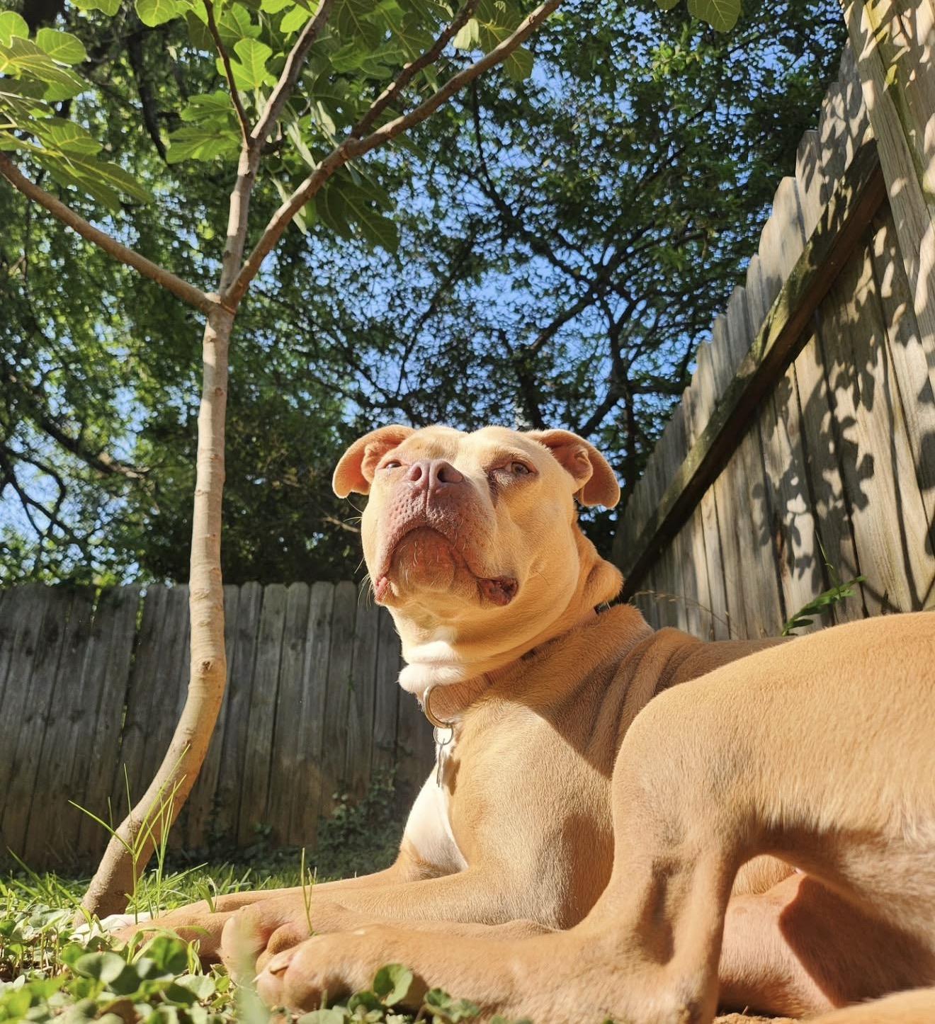 Lil Debbie, a Adoptable mixed breed in Richmond, VA image 2/6