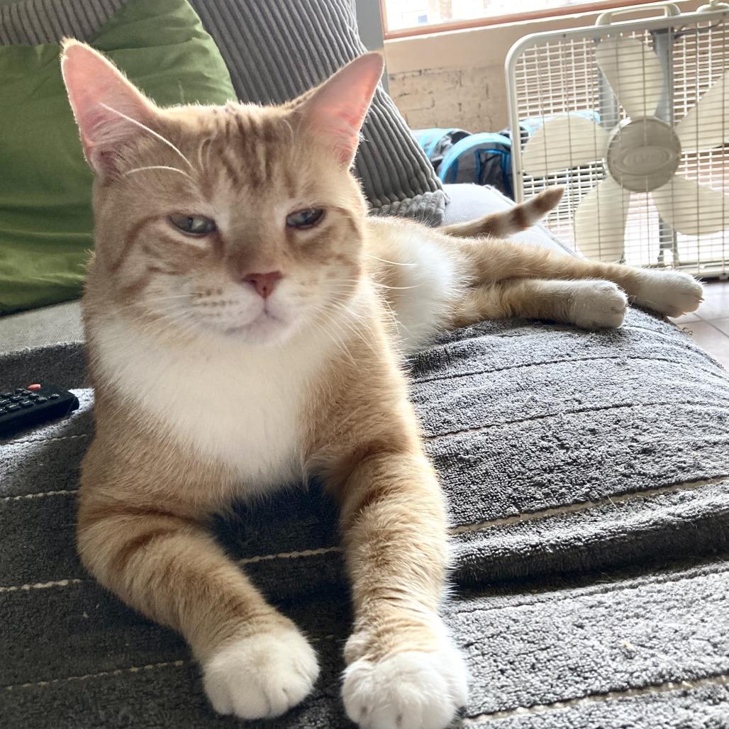 Leo Thomas Bailey, Adoptable, Adult Male Domestic Short Hair.