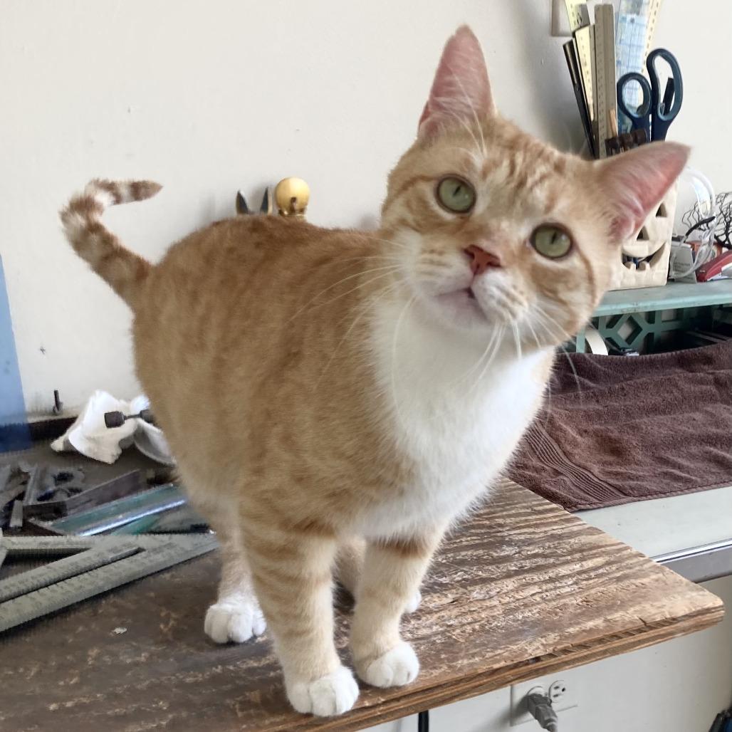 Leo Thomas Bailey, a Adoptable Domestic Short Hair in Chicago, IL image 2/6