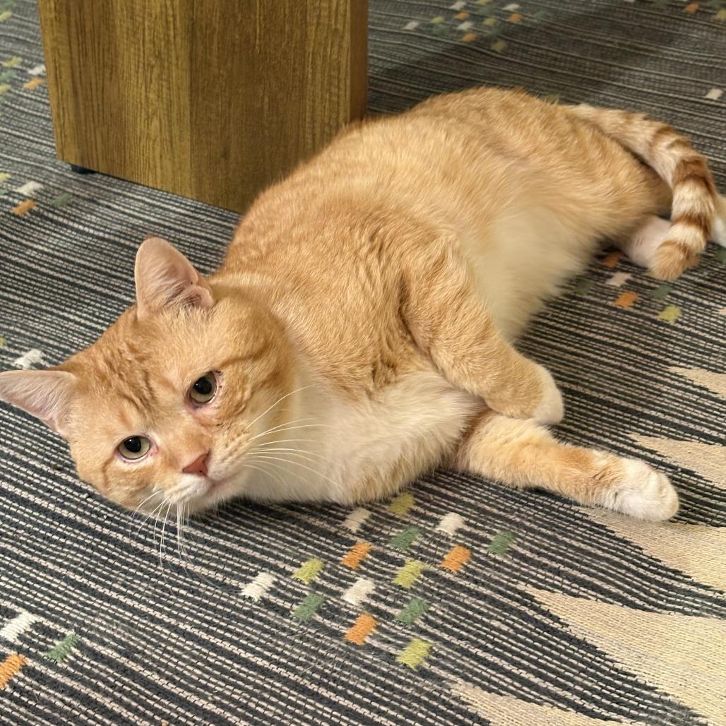Leo Thomas Bailey, a Adoptable Domestic Short Hair in Chicago, IL image 3/6