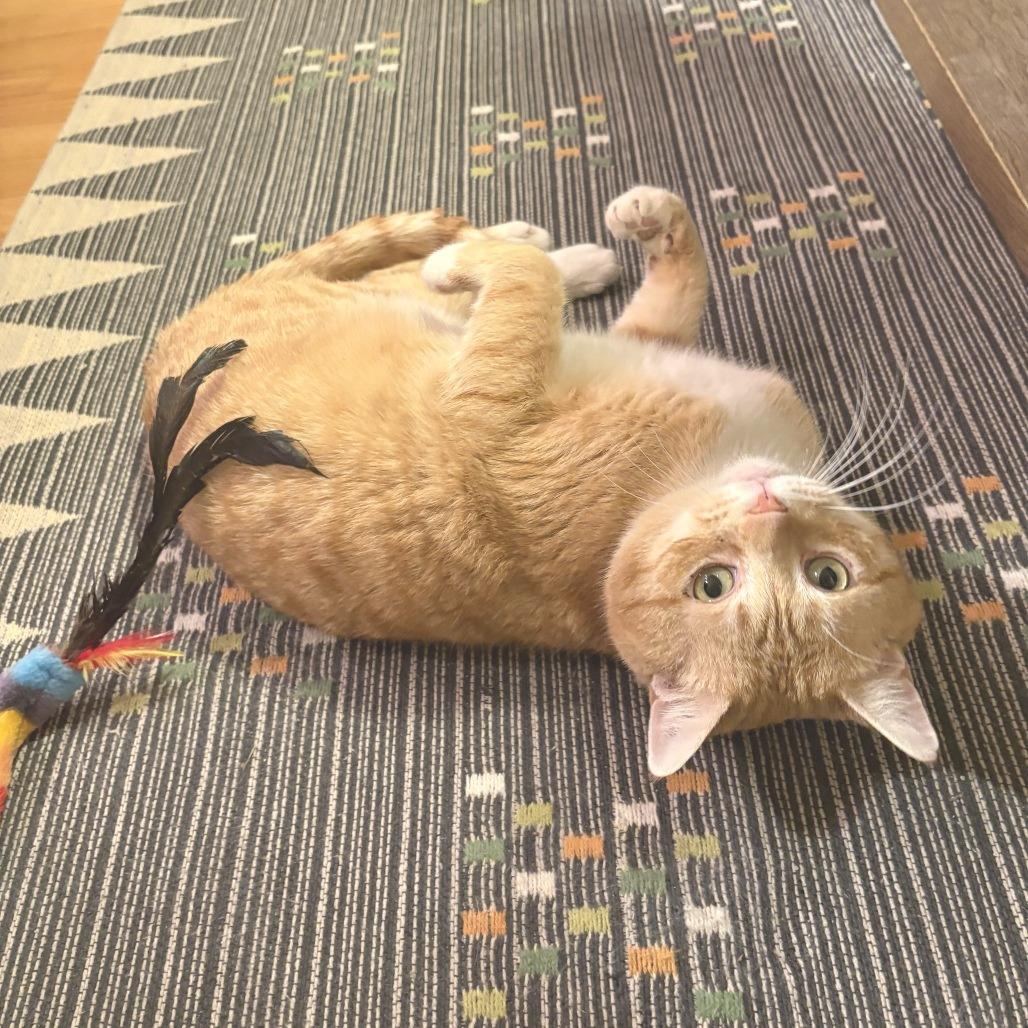Leo Thomas Bailey, a Adoptable Domestic Short Hair in Chicago, IL image 4/6