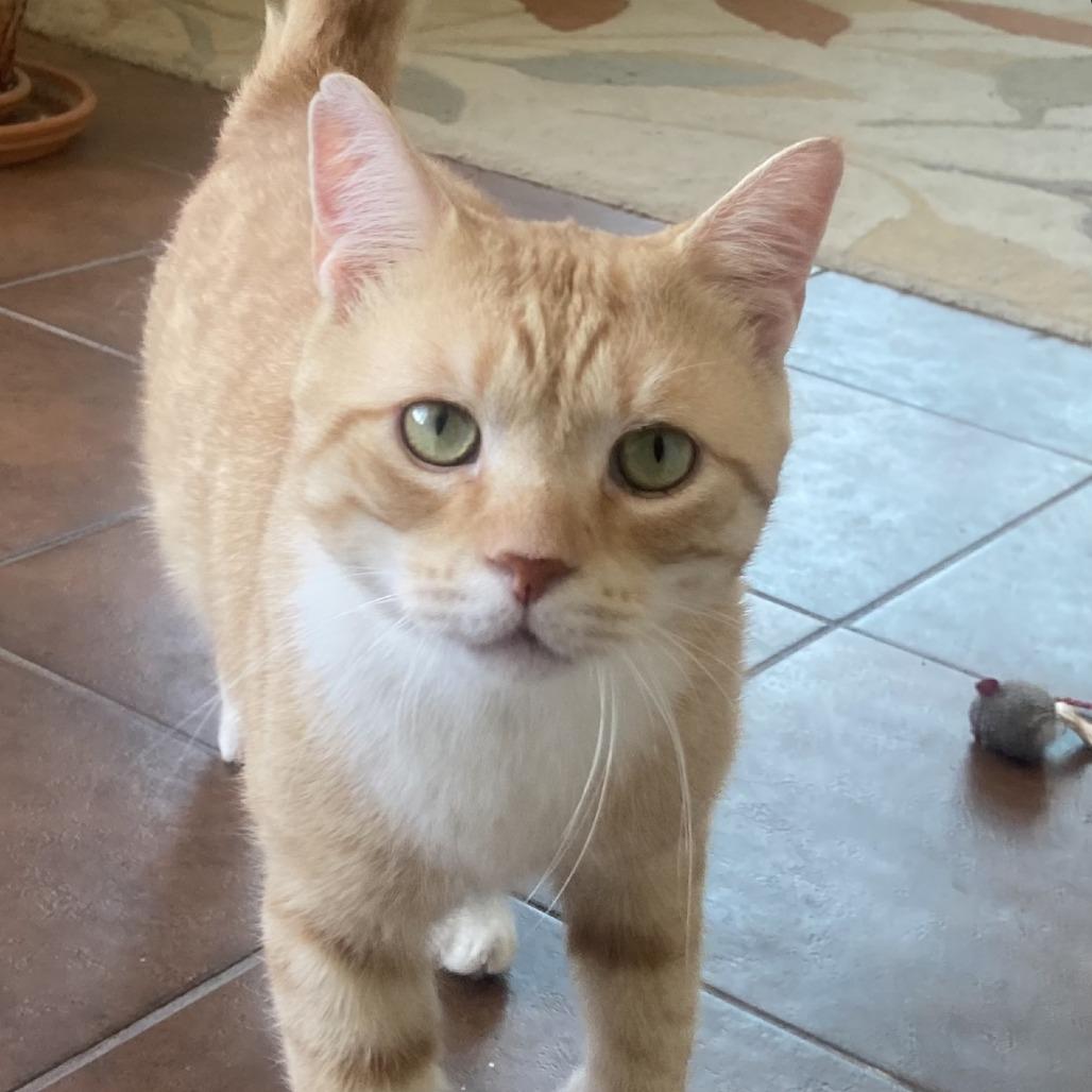 Leo Thomas Bailey, a Adoptable Domestic Short Hair in Chicago, IL image 5/6