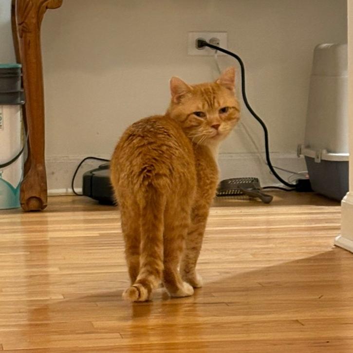 Leo Thomas Bailey, a Adoptable Domestic Short Hair in Chicago, IL image 6/6