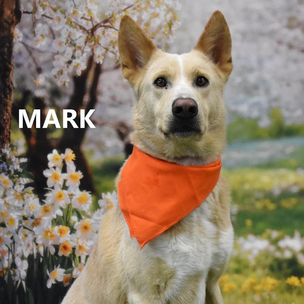 Mark, Adoptable, Adult Male Shepherd & Mixed Breed.