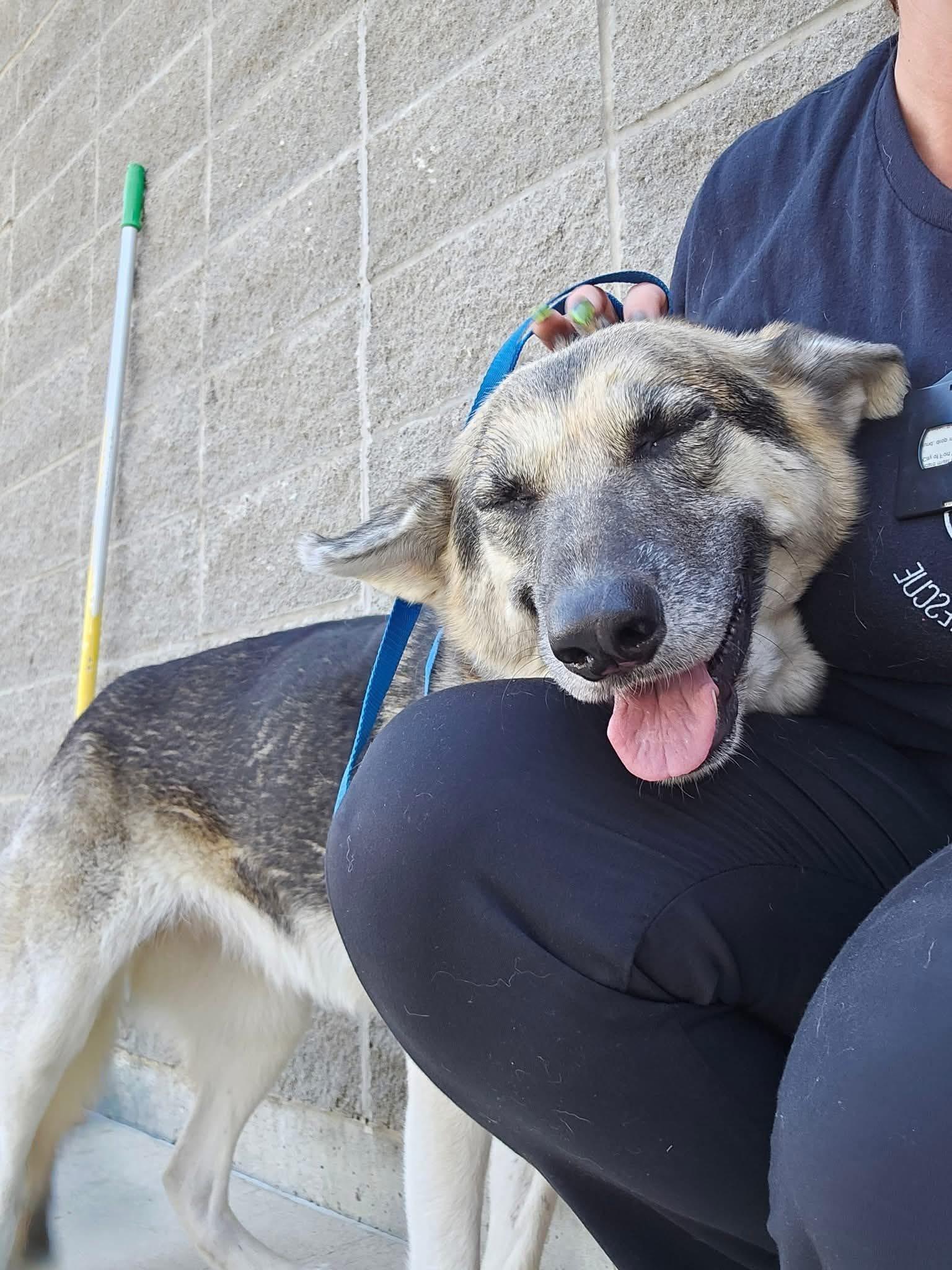Cassidy ( cat friendly dog friendly kid friendly), Adoptable, Young Female German Shepherd Dog.