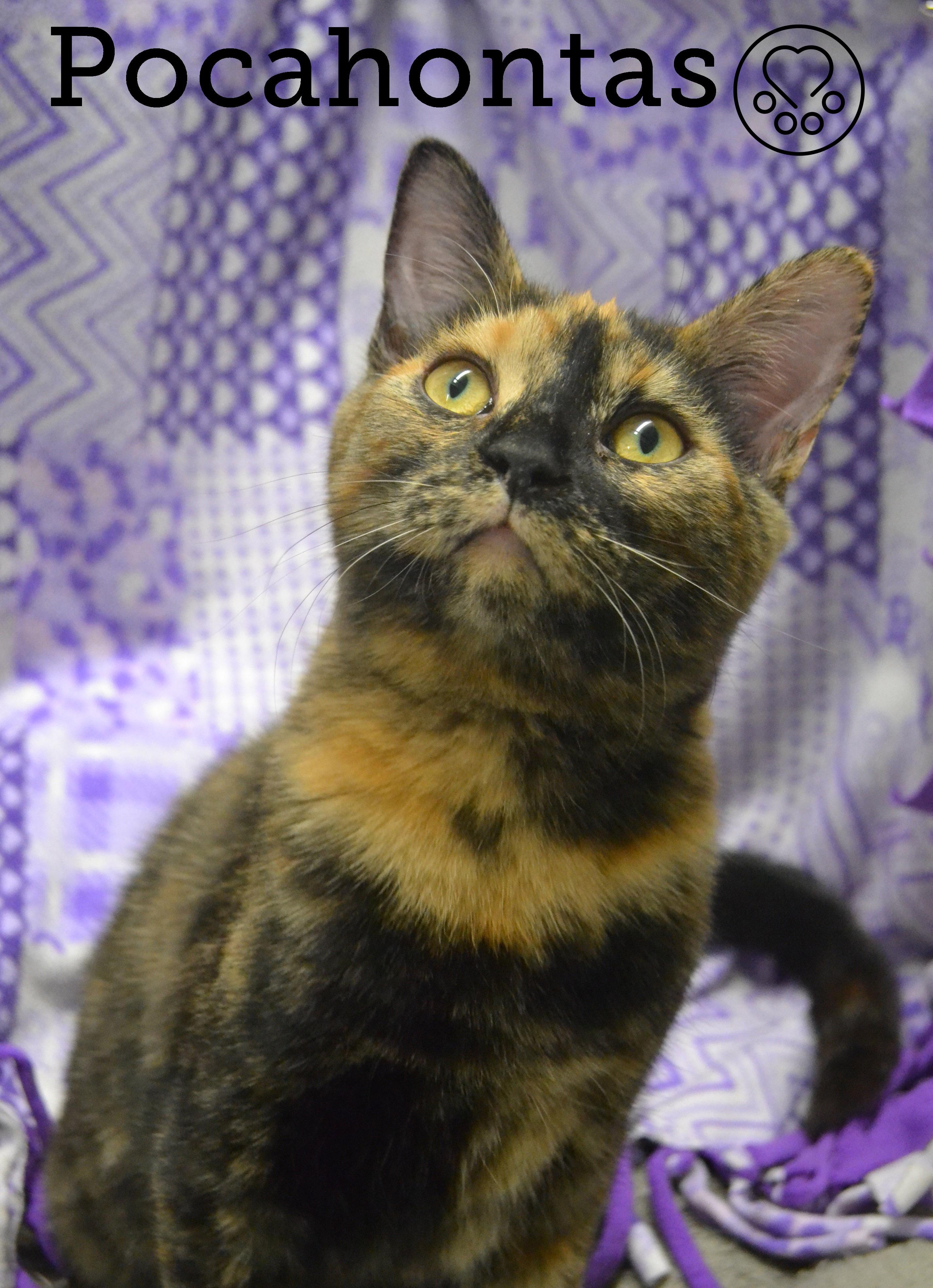 Pocahontas, Adoptable, Kitten Female Domestic Short Hair.