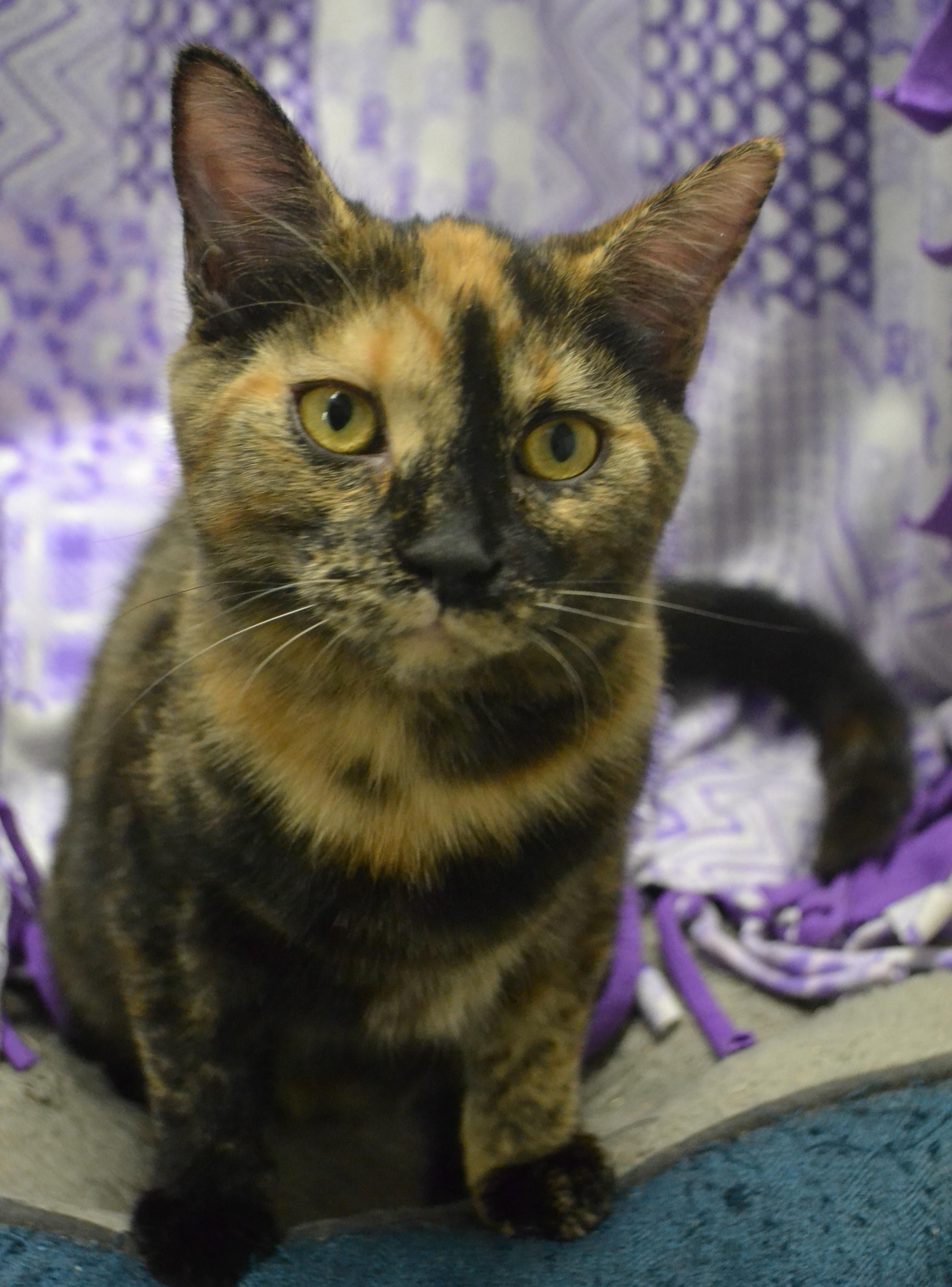 Enlarge Pocahontas, a Adoptable Domestic Short Hair in Anjou, QC image 2/4