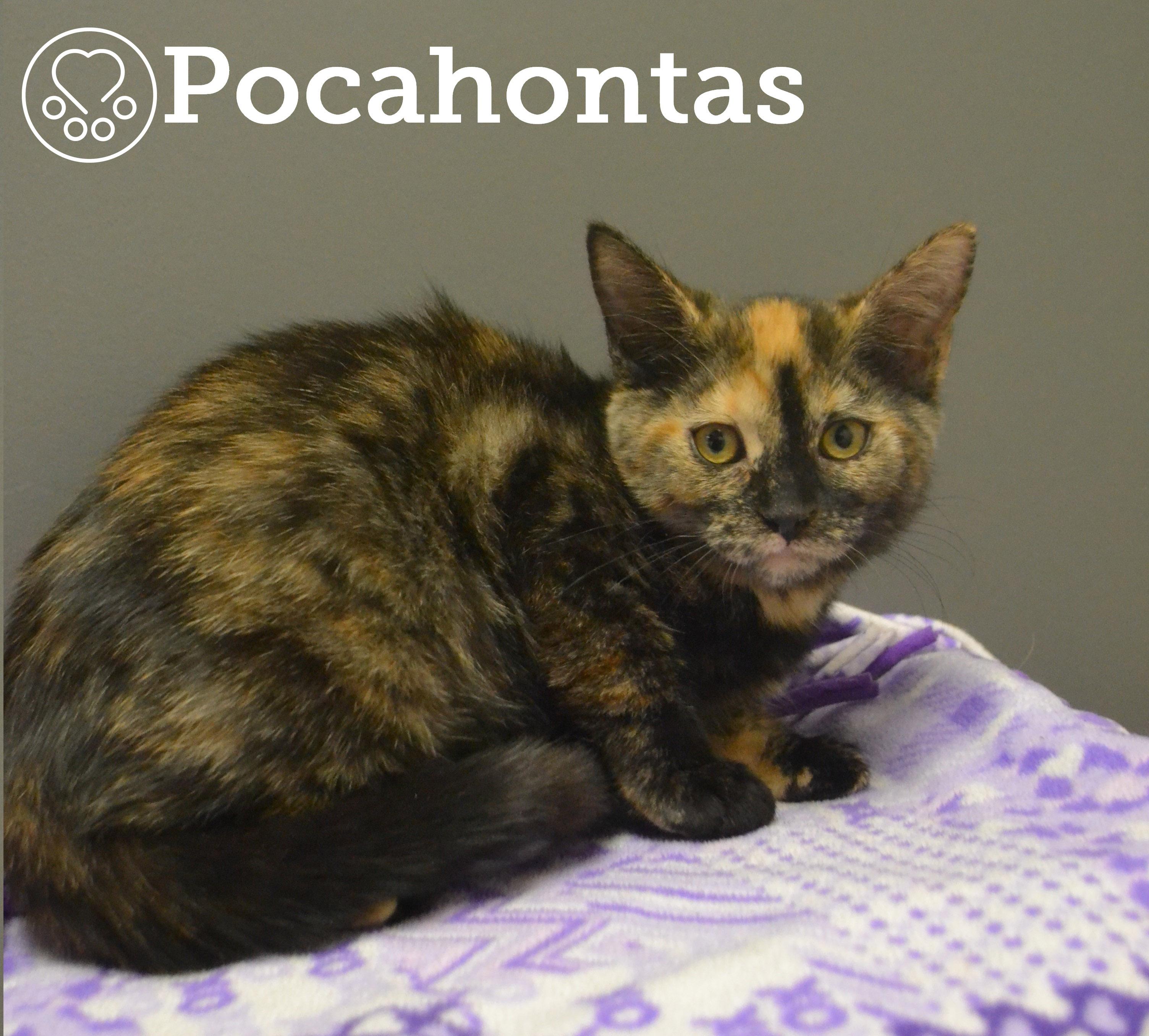 Pocahontas, Adoptable, Kitten Female Domestic Short Hair.