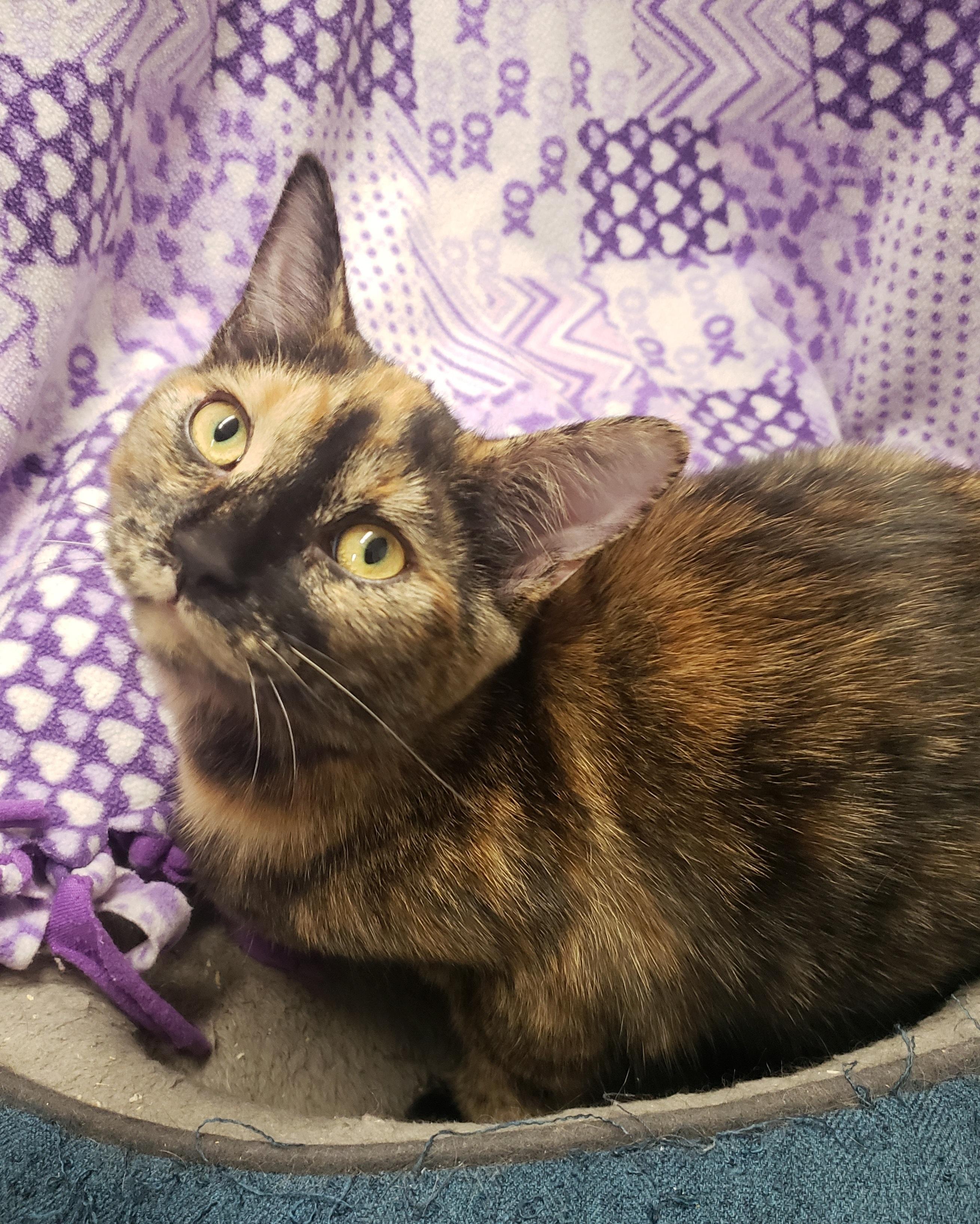 Enlarge Pocahontas, a Adoptable Domestic Short Hair in Anjou, QC image 3/4