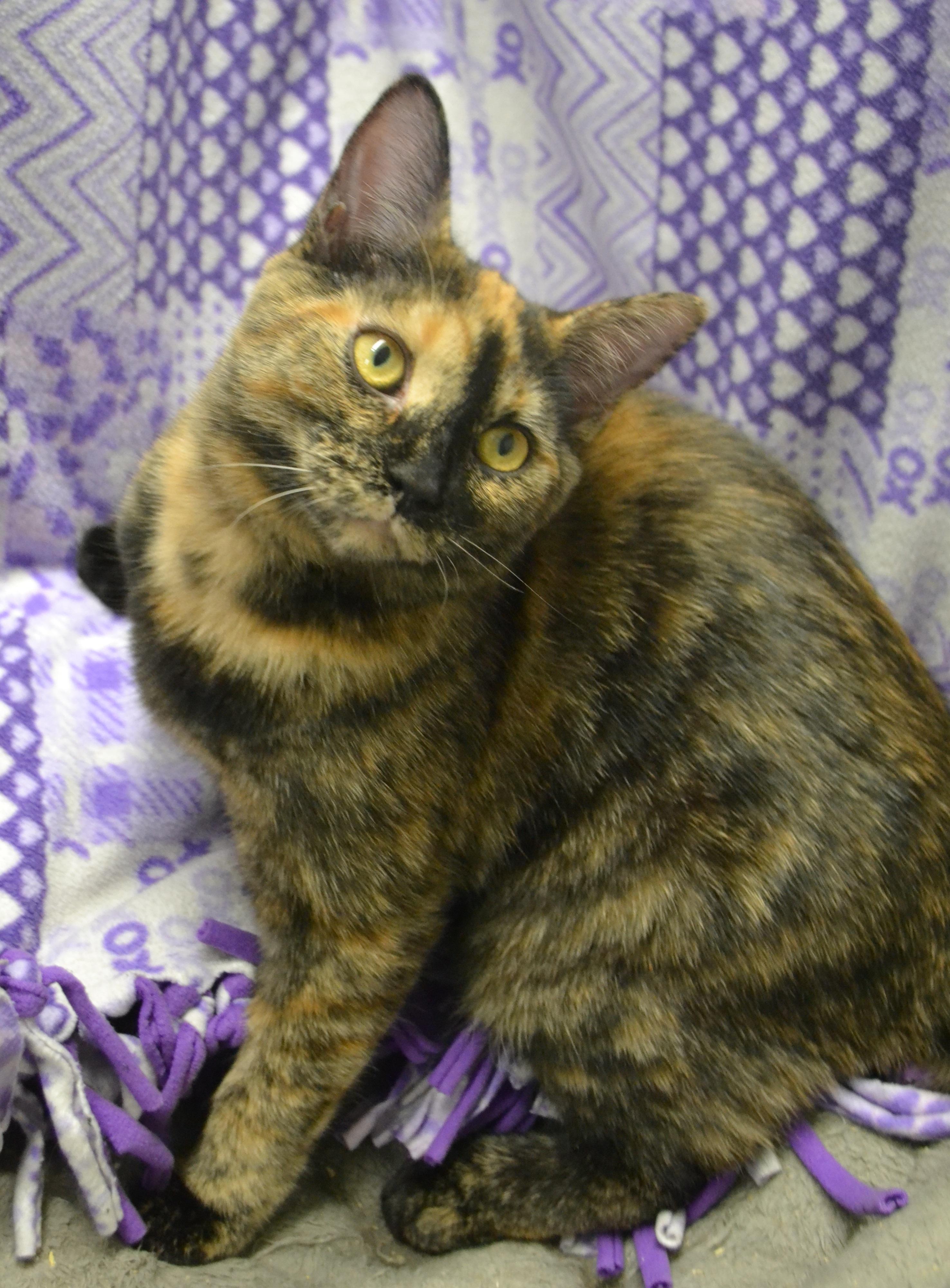 Enlarge Pocahontas, a Adoptable Domestic Short Hair in Anjou, QC image 4/4