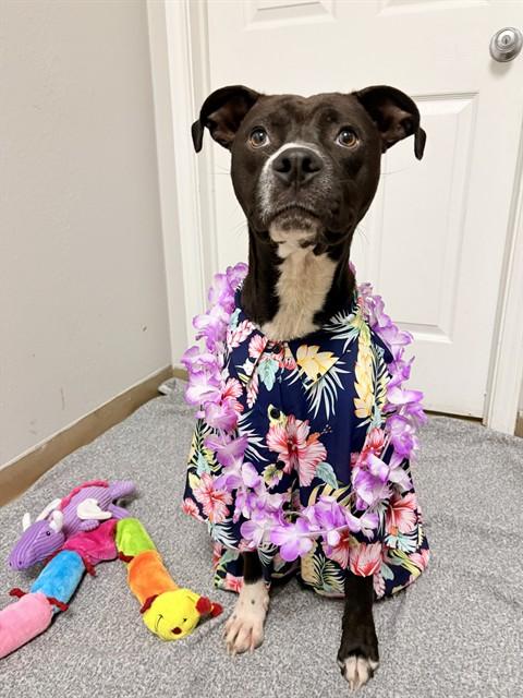 BIBBLE, Adoptable, Young Male Pit Bull Terrier & Mixed Breed.