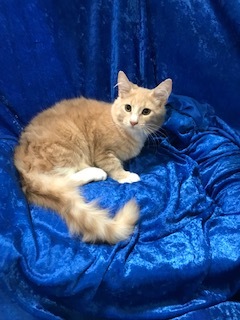 Enlarge Wheatley, a Adoptable mixed breed in Gainesville, FL image 1/3