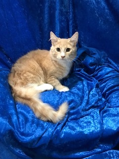 Enlarge Wheatley, a Adoptable mixed breed in Gainesville, FL image 2/3