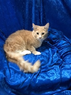 Enlarge Wheatley, a Adoptable mixed breed in Gainesville, FL image 3/3