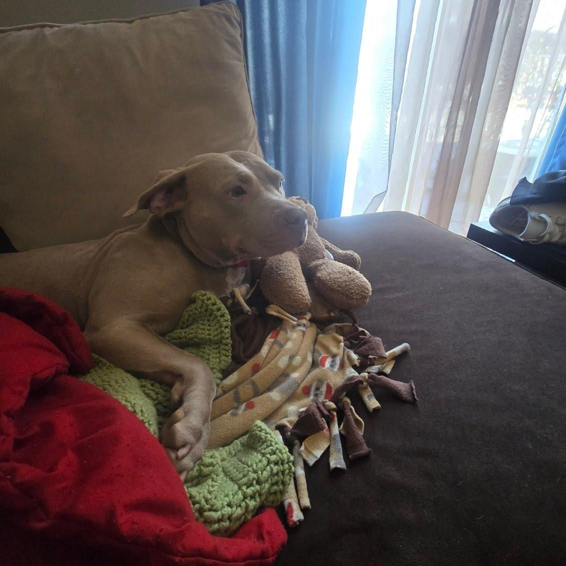 Princess Fiona, a Adoptable mixed breed in Oswego, IL image 4/5