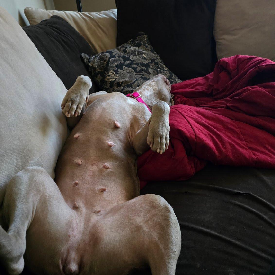 Princess Fiona, a Adoptable mixed breed in Oswego, IL image 2/5