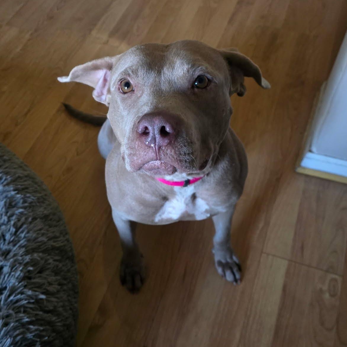 Princess Fiona, a Adoptable mixed breed in Oswego, IL image 1/5