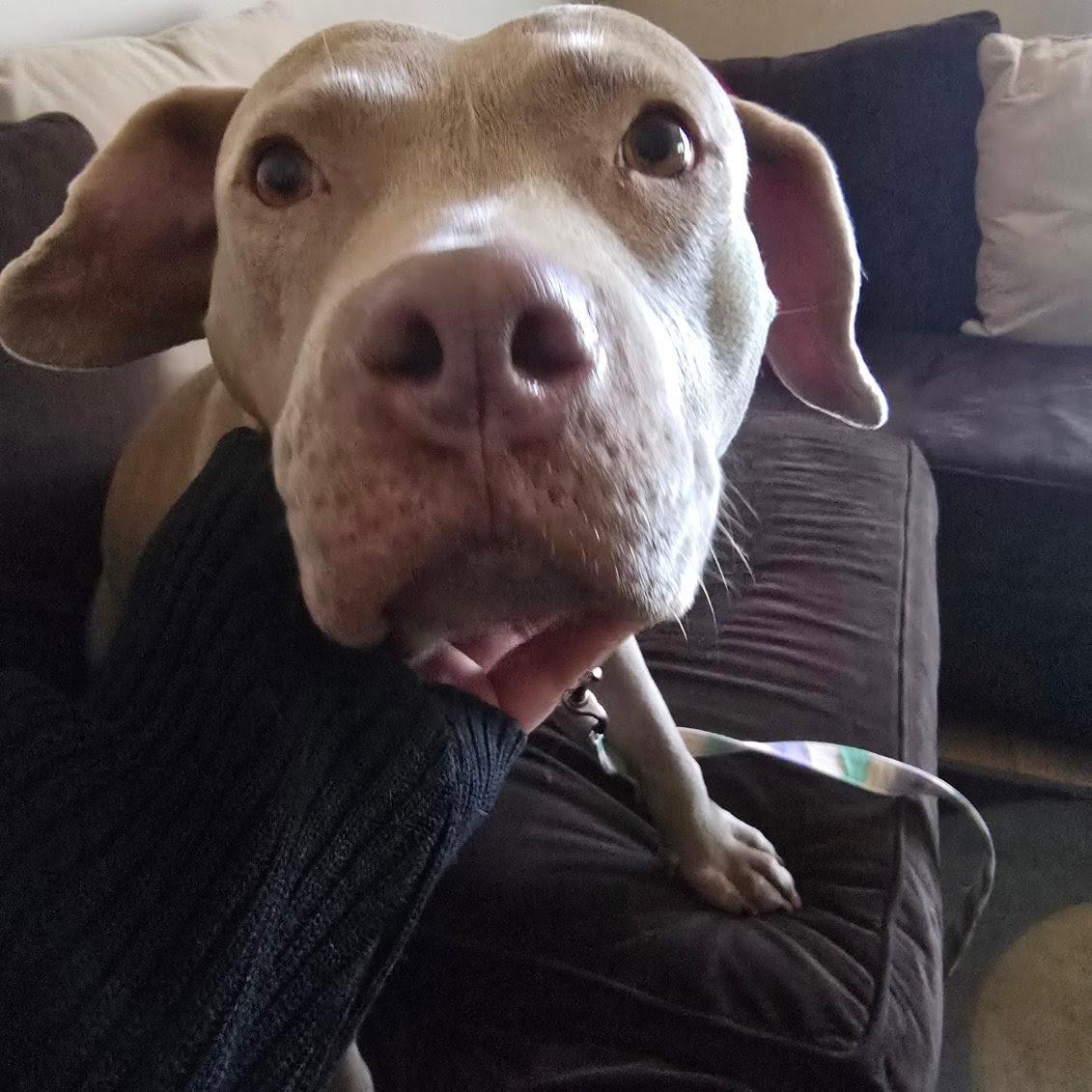 Princess Fiona, a Adoptable mixed breed in Oswego, IL image 5/5