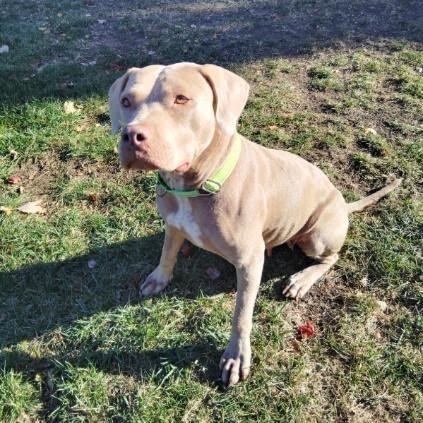 Princess Fiona, a Adoptable mixed breed in Oswego, IL image 3/5