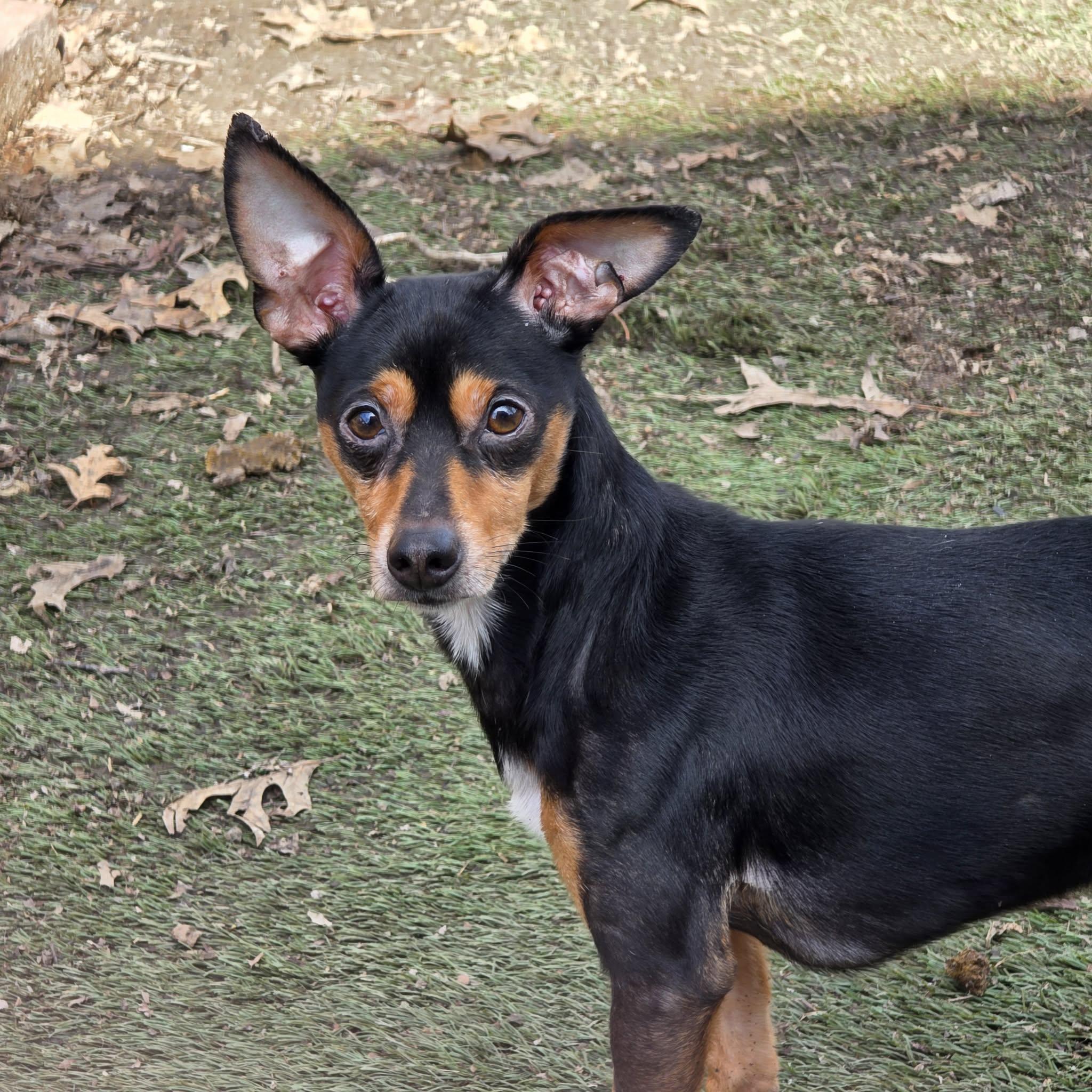 Pablo, ADOPTABLE, Young Male Miniature Pinscher & Chihuahua.