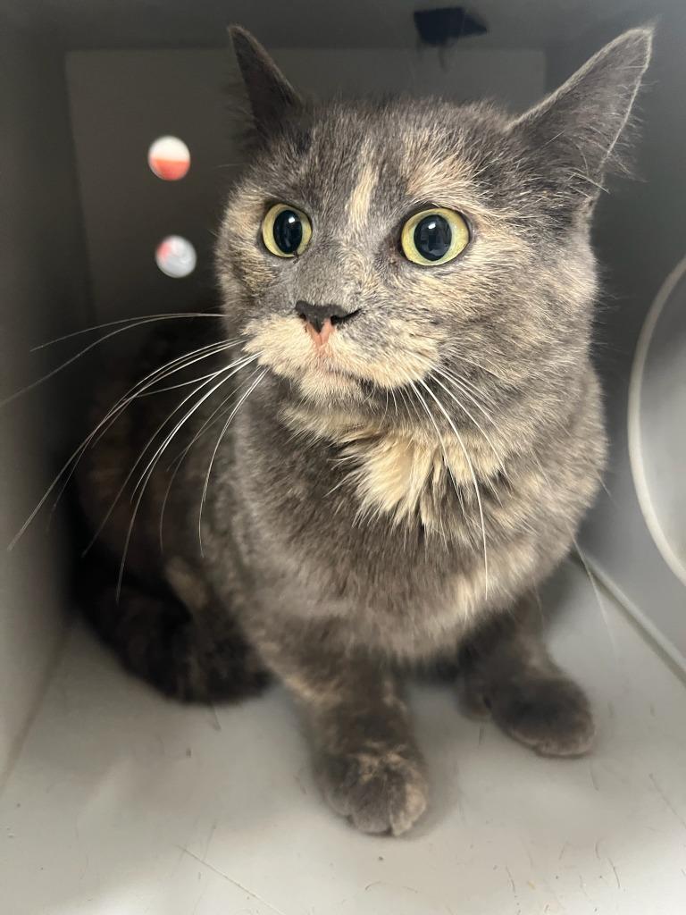 Enlarge Harvest, a Adoptable mixed breed in Greenfield, IN image 1/1