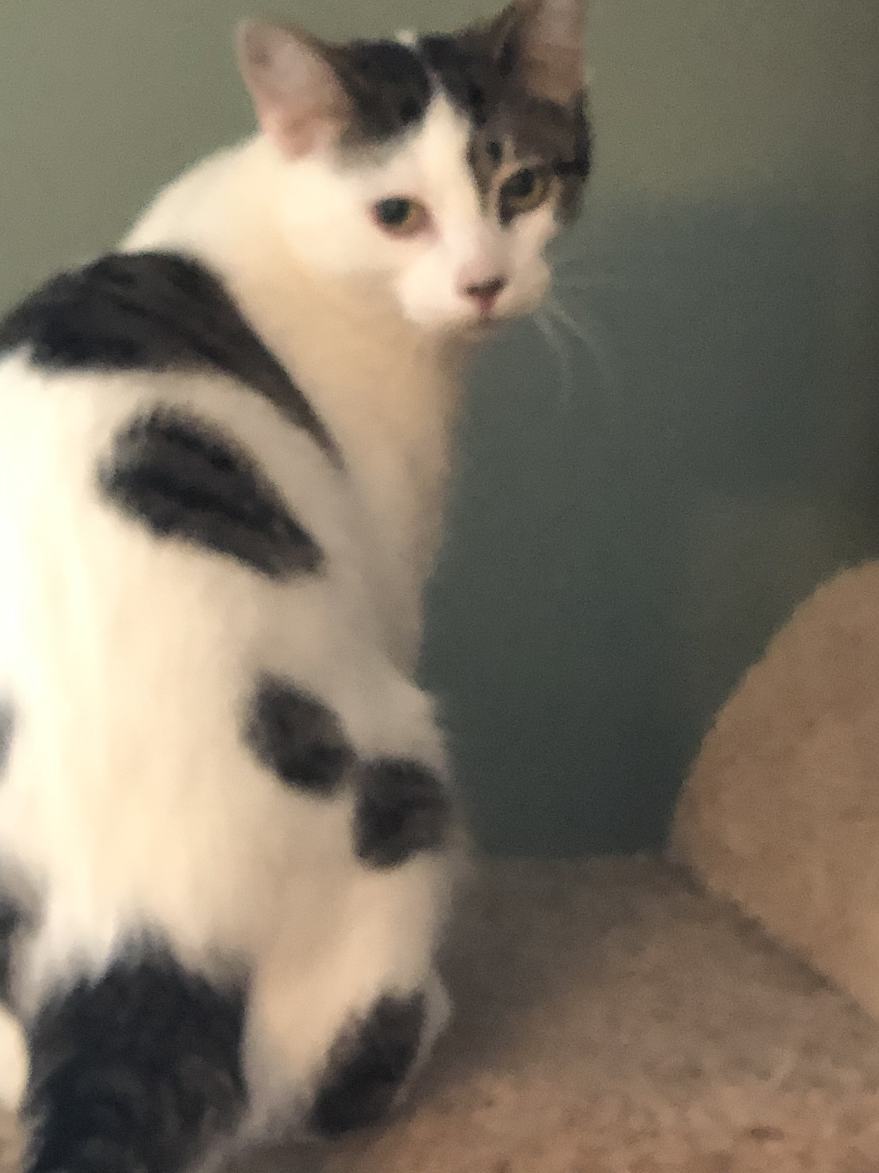 Enlarge Sheba , a Adoptable Domestic Short Hair in Shelby Township, MI image 1/4