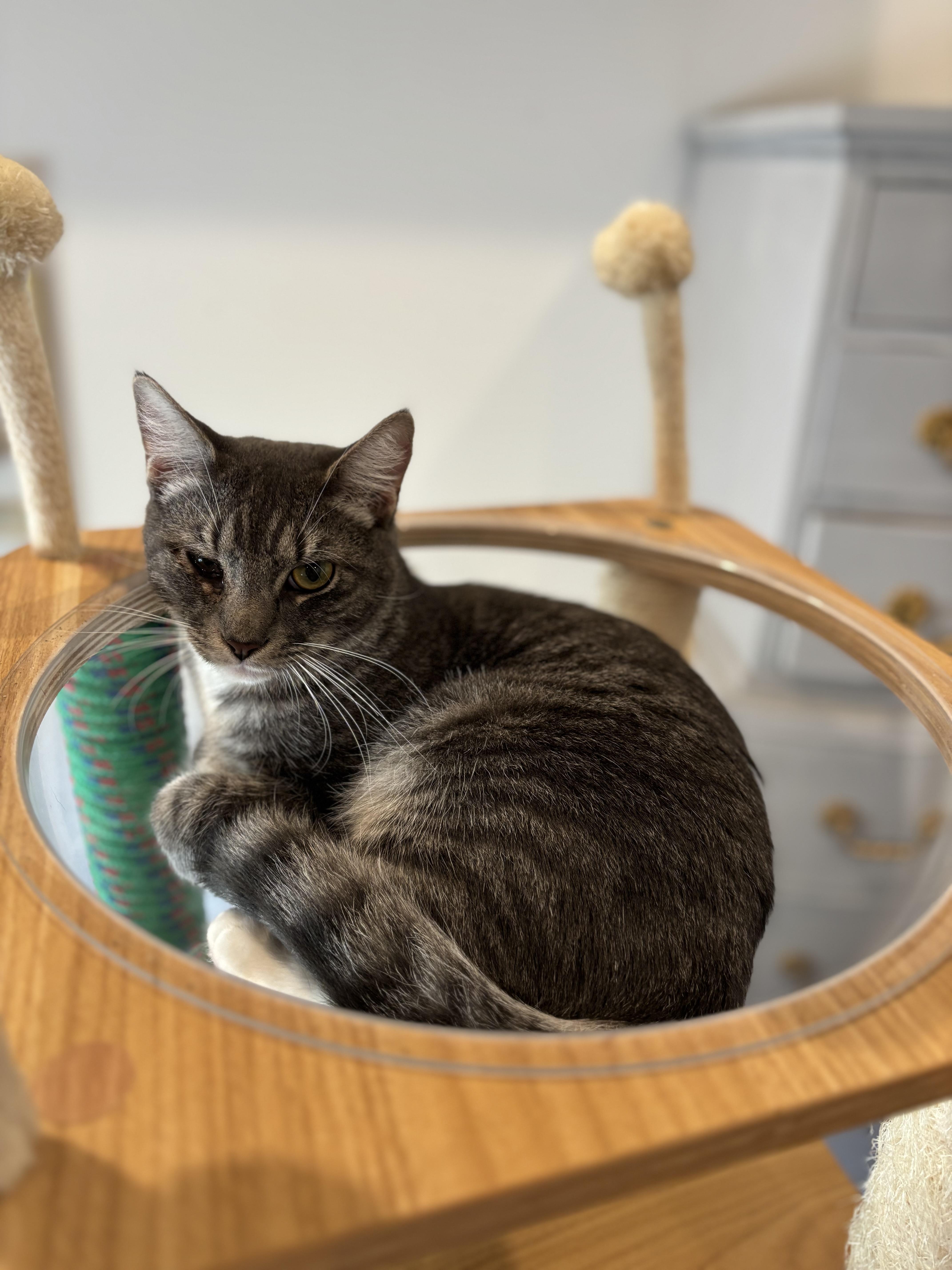 Weaver, a Adoptable Domestic Short Hair in Fort Worth, TX image 3/5
