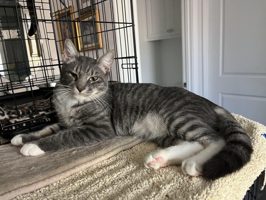 Weaver, a Adoptable Domestic Short Hair in Fort Worth, TX image 2/5