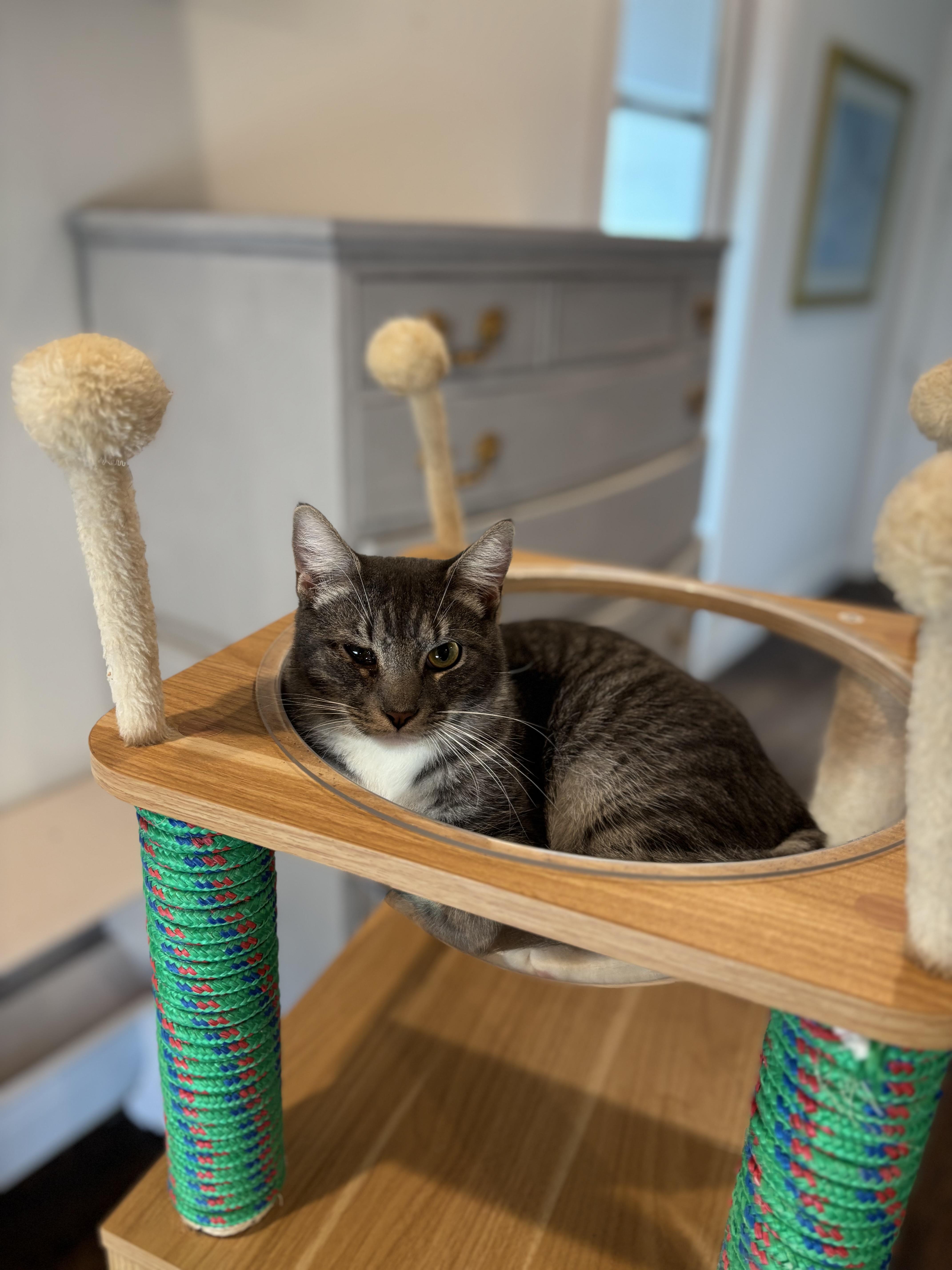 Weaver, a Adoptable Domestic Short Hair in Fort Worth, TX image 4/5