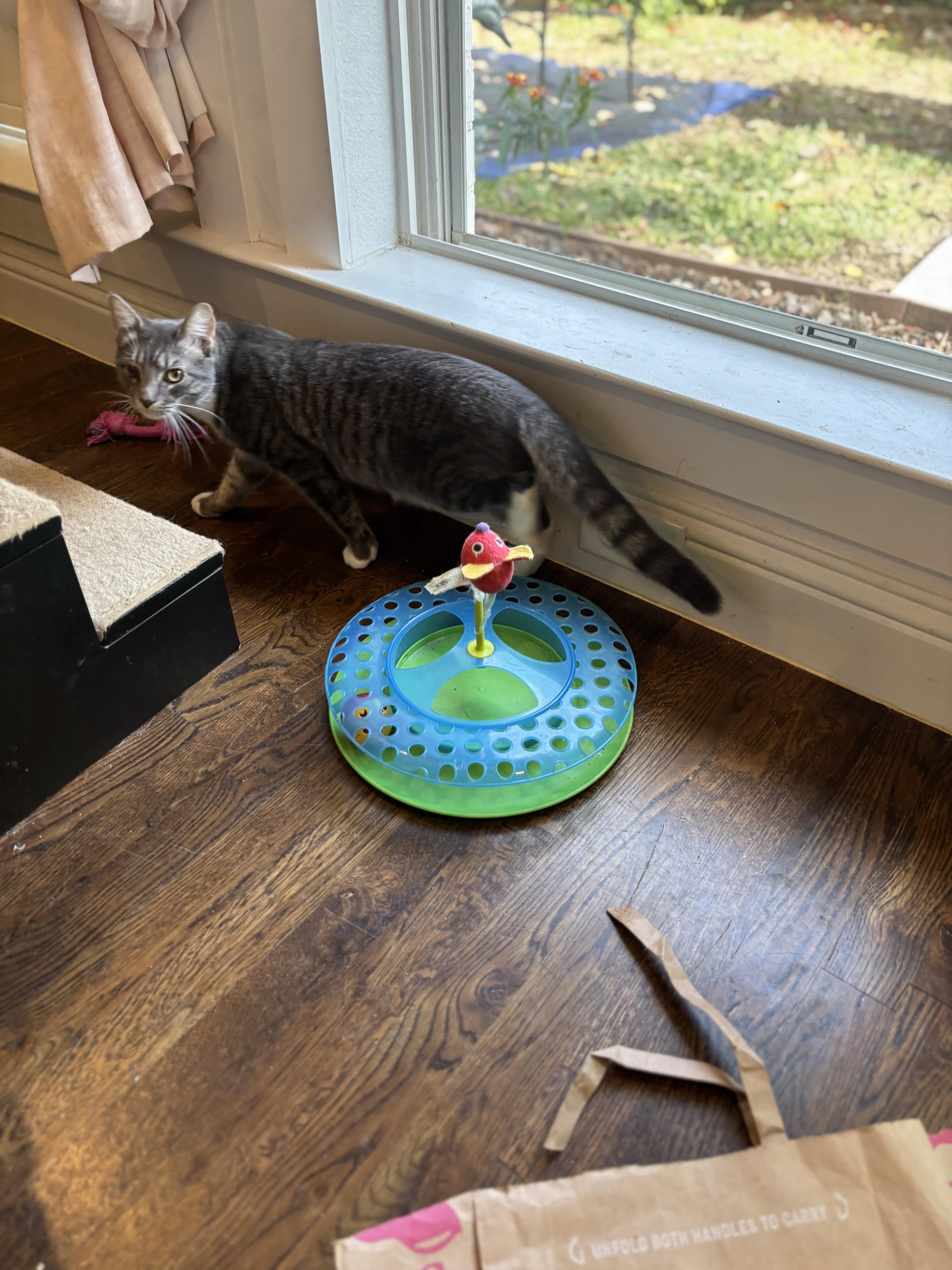Weaver, a Adoptable Domestic Short Hair in Fort Worth, TX image 5/5