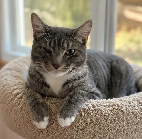 Weaver, Adoptable, Kitten Male Domestic Short Hair.