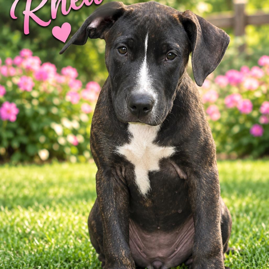 Enlarge Rhea, a Adoptable mixed breed in Hohenwald, TN image 4/4