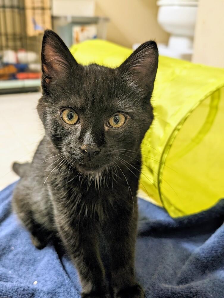 Flint 🥰, Adopted, Kitten Male Domestic Short Hair.