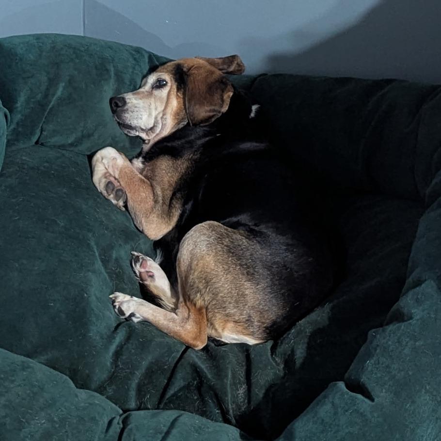 Rosie, Adoptable, Senior Female Beagle & Treeing Walker Coonhound.