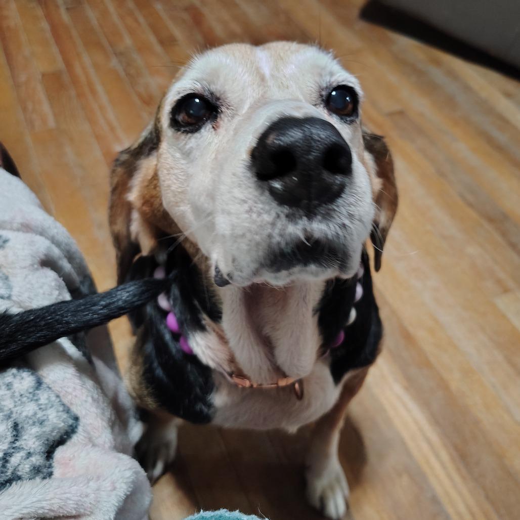 Enlarge Rosie, a Adoptable mixed breed in Wilmington, NC image 2/6